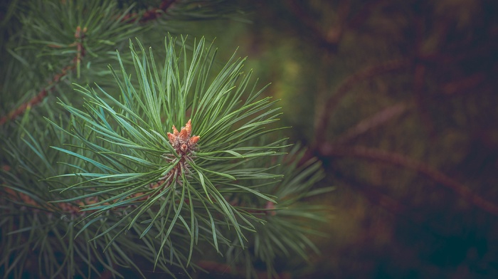 trees, closeup, detailed, thorns, nature, depth of field