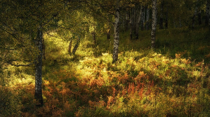 nature, landscape, trees