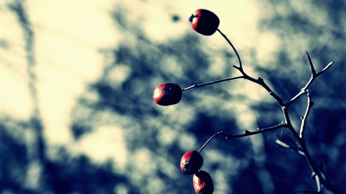 plants, fruit, depth of field, branch, photography
