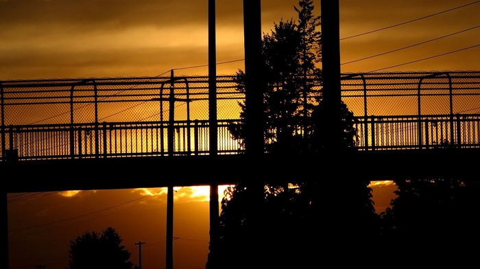 bridge, photography, urban, trees, sunset