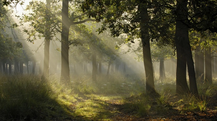 plants, landscape, photography, forest, sun rays, trees