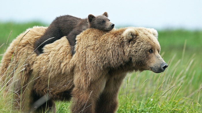 baby animals, animals, cubs, bears