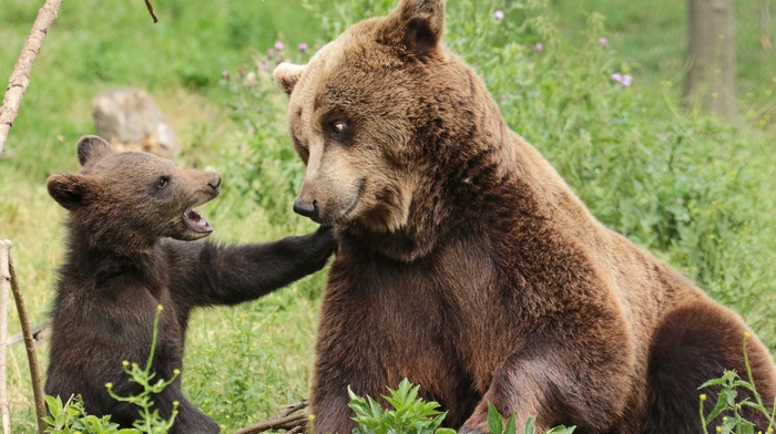 bears, baby animals, cubs, animals