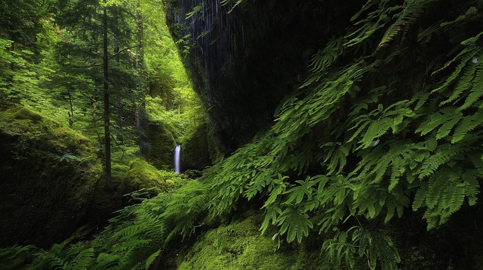 ferns, landscape, nature, hills, waterfall, trees, Oregon, forest, moss, green