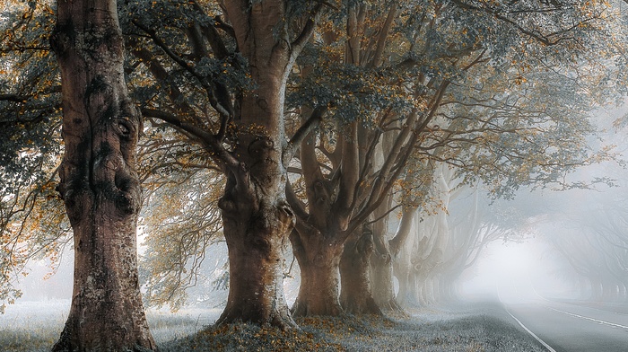 trees, landscape, road