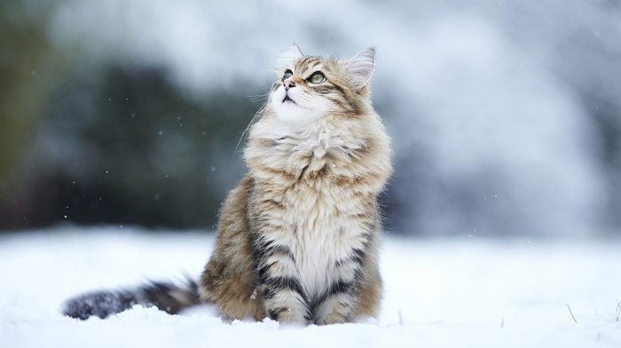looking up, cat, snow, animals