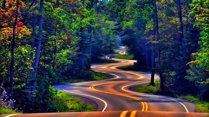 trees, nature, road