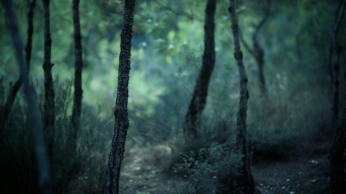 blurred, forest, nature, trees