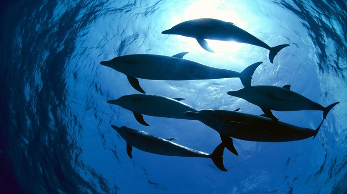 photography, animals, water, dolphin, underwater, nature, sunlight, sea
