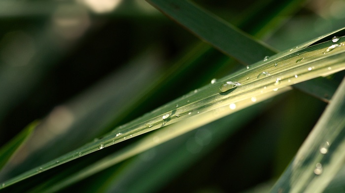 leaves, water drops, plants, nature, photography, macro