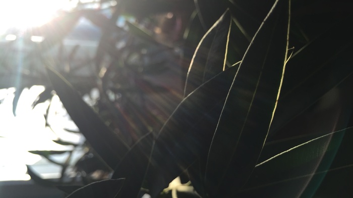 sunlight, plants