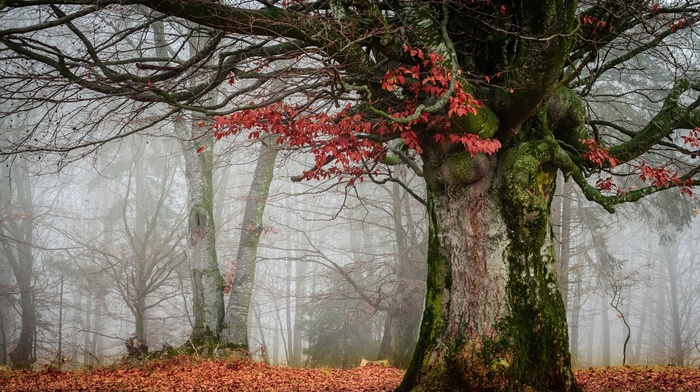 trees, nature, mist, landscape