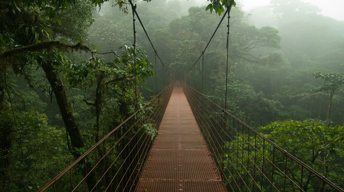 jungle, Costa Rica, mist, bridge, nature, rain, trees