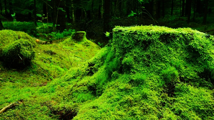 plants, forest, nature, leaves, moss, trees, wood
