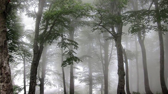 mist, trees, forest, nature