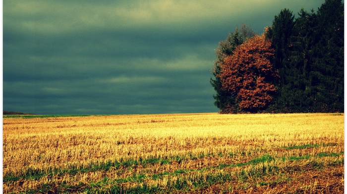field, trees, dry grass, photo manipulation, clouds
