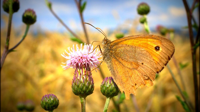 thistles, butterfly, macro, flowers, nature