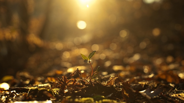 nature, plants, photography, sunlight, fall, depth of field