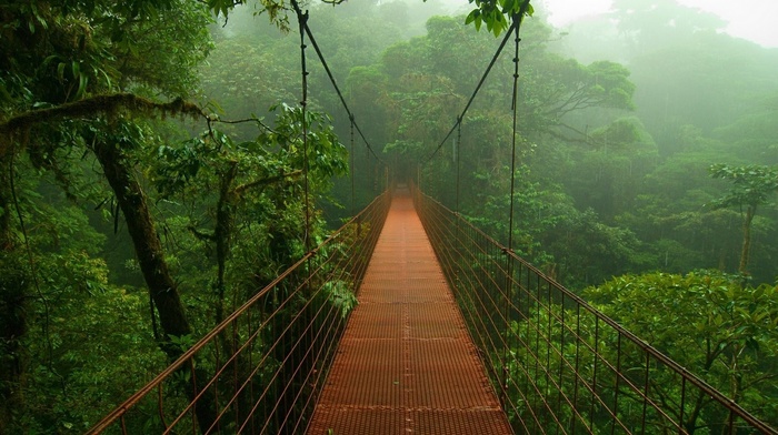 trees, rainforest, forest, bridge, nature, photography