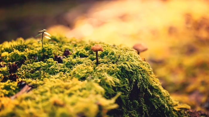 green, closeup, mushroom, nature