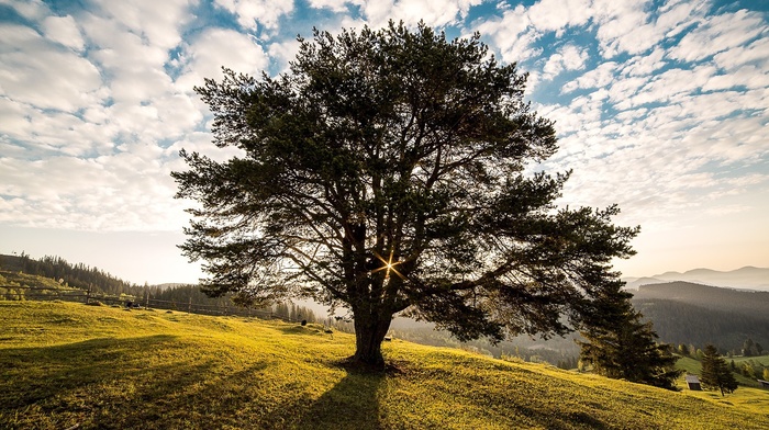 trees, nature