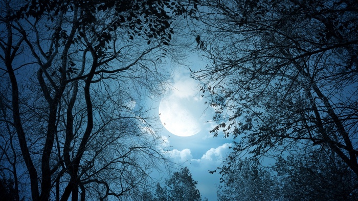 night, trees, clouds, moon, dark, fantasy art, forest, moonlight