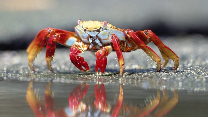 depth of field, sand, crabs, reflection, sea, nature, claws, macro, closeup