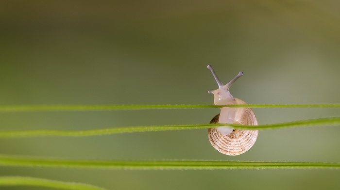 nature, snail, depth of field, simple, closeup, macro, green