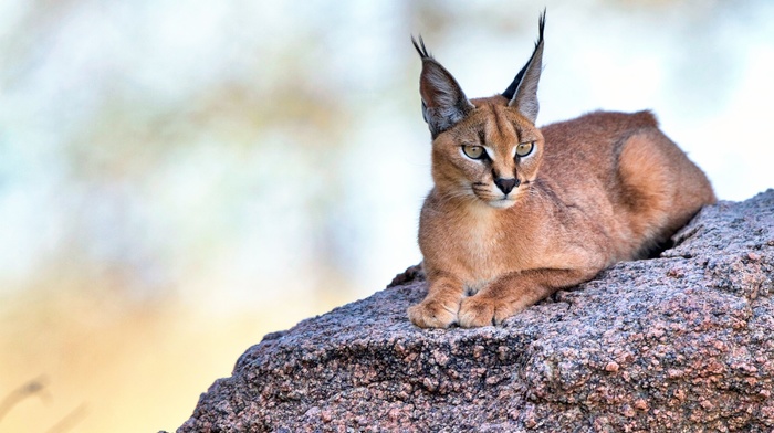 animals, lynx, cat