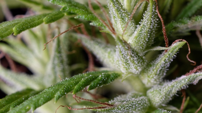 cannabis, nature, trichomes, plants, green