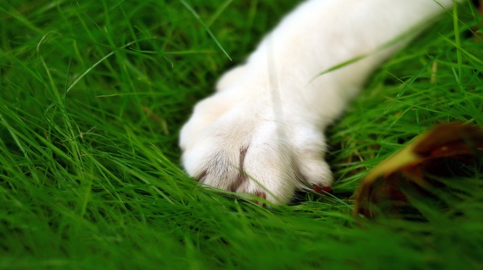 paws, cat