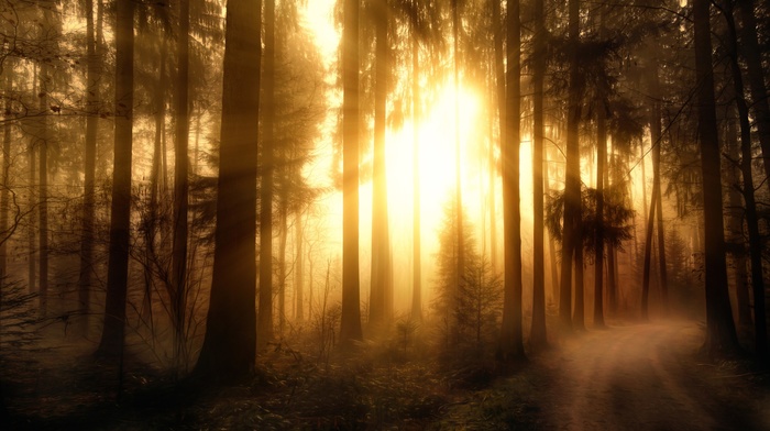 sunlight, trees, forest, nature