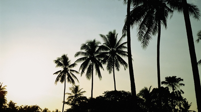 trees, palm trees, nature, tropical, photography, plants
