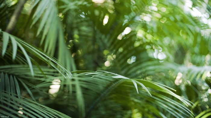 plants, depth of field, nature, photography, ferns, tropical, bokeh