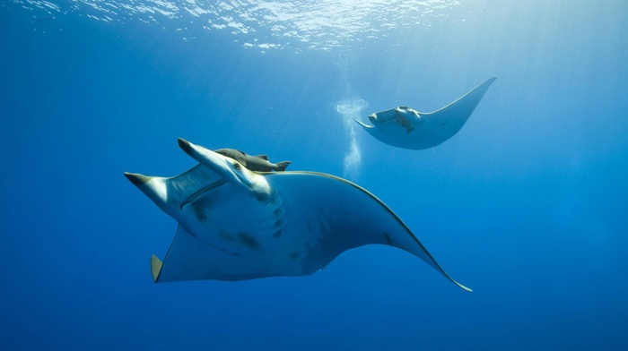 underwater, animals, water, nature, manta rays, photography, sunlight, sea