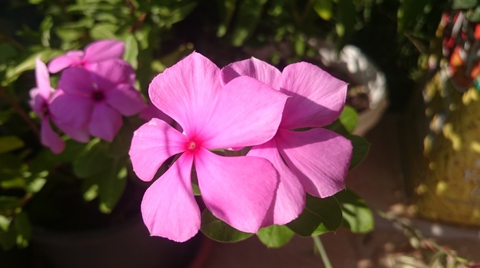 periwinkle, flowers