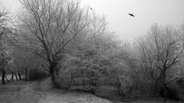 trees, path, monochrome, winter, cold, dark, birds
