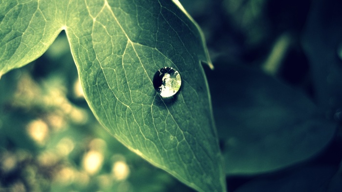 plants, nature, photography, macro, leaves, water drops