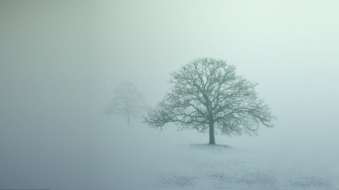 mist, winter, photography, trees, nature, snow, landscape