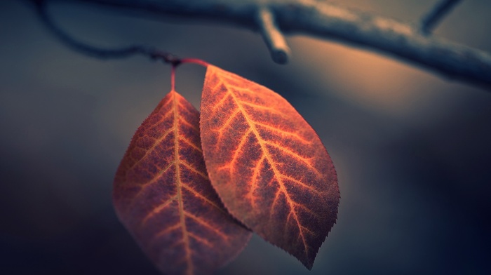 leaves, photography, fall, branch, macro, nature