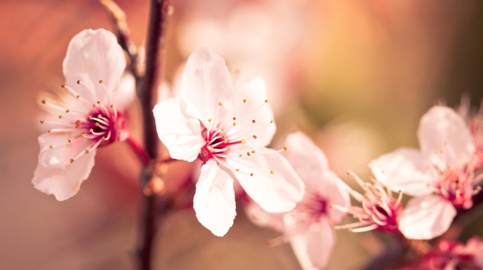 flowers, nature