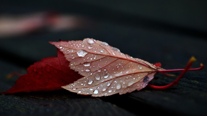 fall, wet, wood, water drops, nature, wooden surface, depth of field, closeup, leaves