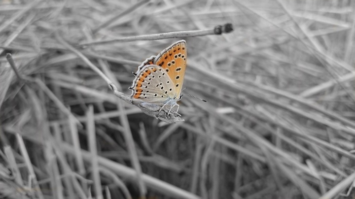 wheat, selective coloring, butterfly, black