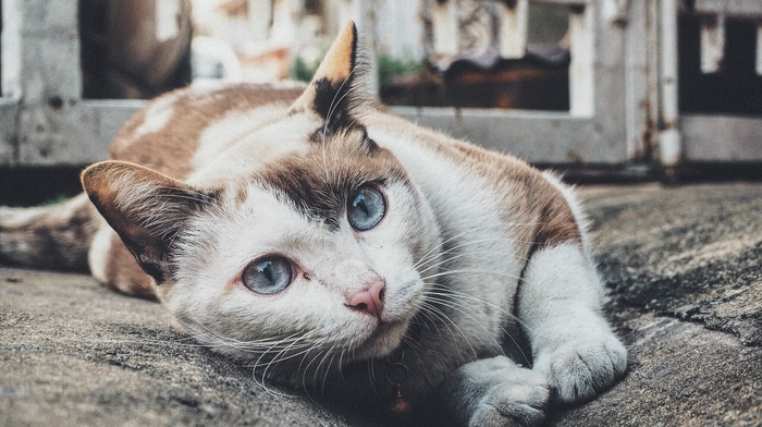 blue eyes, pet, cat, animals
