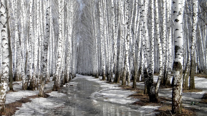 winter, trees, snow, nature