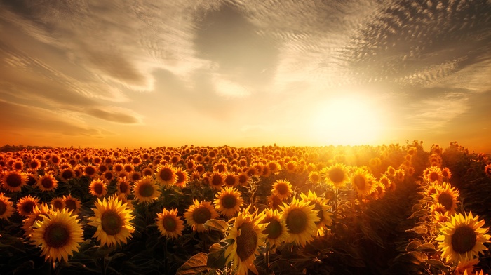 garden, sunflowers, sunset