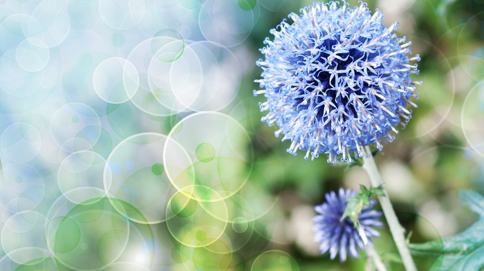 flowers, macro, plants