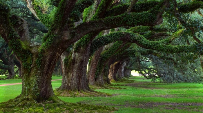 grass, nature, trees