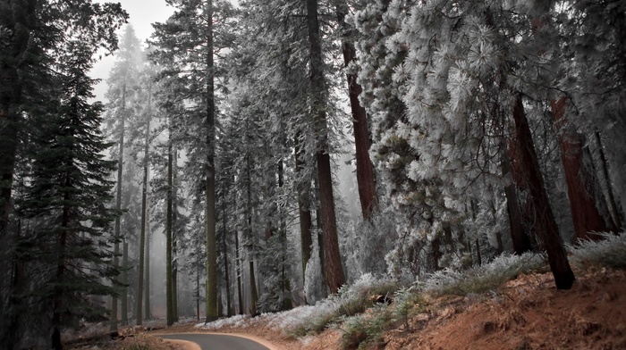 trees, snow, road, forest, winter