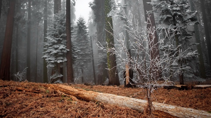 nature, forest, trees, snow, winter